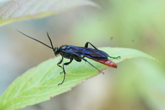 Thyrateles lugubrator