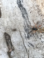 Dolichomitus imperator