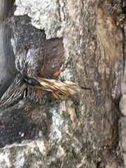 Dolichomitus imperator