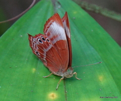 Abisara saturata kausambioides