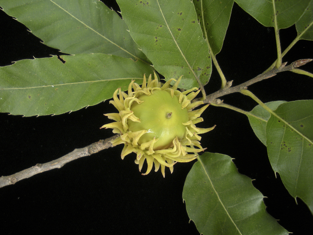 Quercus acutissima