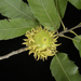 Quercus acutissima - Photo (c) Bruce Kirchoff, algunos derechos reservados (CC BY)