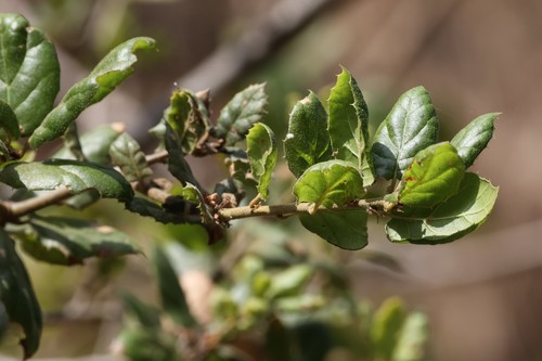 photo of Coast Live Oak (Quercus agrifolia)