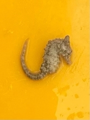 Hippocampus zosterae