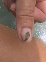 Hippocampus zosterae