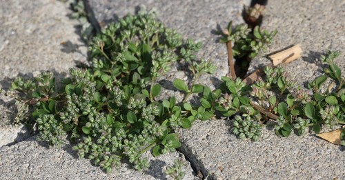 photo of Fourleaf Manyseed (Polycarpon tetraphyllum)