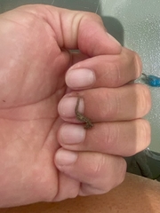 Hippocampus zosterae