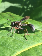 Physocephala floridana