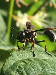 Physocephala floridana