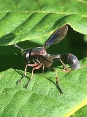 Physocephala floridana