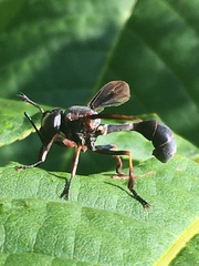 Physocephala floridana