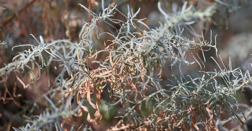 photo of Sand Sagebrush (Artemisia filifolia)