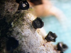 Ascocalyx abietis image