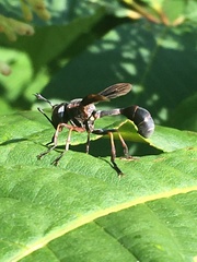 Physocephala floridana