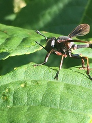 Physocephala floridana