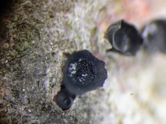 Ascocalyx abietis image