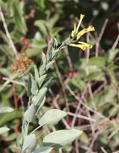 photo of Tree Tobacco (Nicotiana glauca)