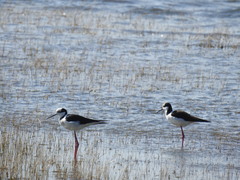 Himantopus mexicanus
