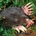Star-nosed Mole - Photo (c) gordonramsaysubmissions, some rights reserved (CC BY)