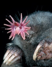 Star-nosed Mole