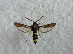 Paranthrene tabaniformis