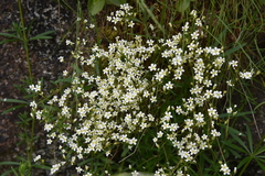 Saxifraga fragosoi