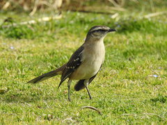Mimus saturninus