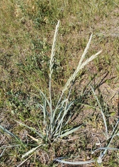 Leymus arenarius