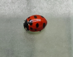 Coccinella nugatoria