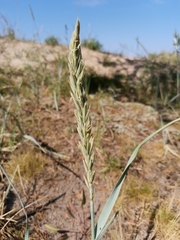 Leymus arenarius