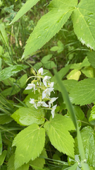 Platanthera chlorantha