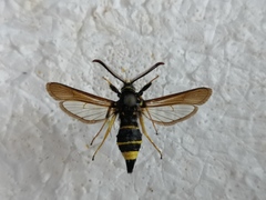 Paranthrene tabaniformis