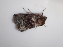 Abrostola tripartita