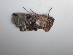 Abrostola tripartita