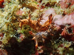 Cabangus regius