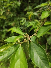 Grewia biloba