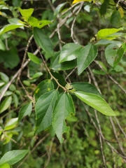 Grewia biloba