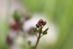 Lepidium nitidum