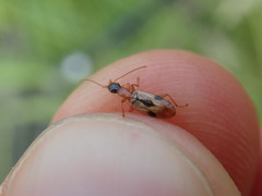 Demetrias imperialis