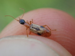 Demetrias imperialis