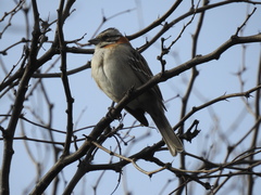 Zonotrichia capensis