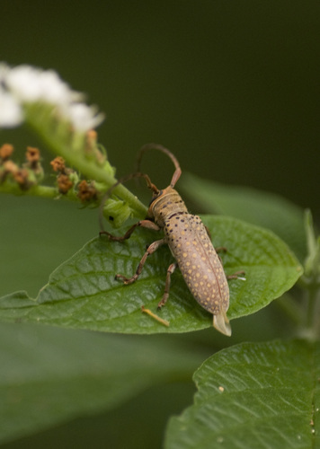 Oncideres impluviata · iNaturalist