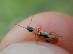 Demetrias imperialis