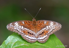 Lebadea martha parkeri