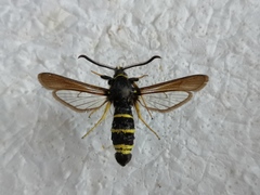 Paranthrene tabaniformis