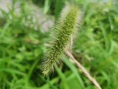 Oecanthus longicauda