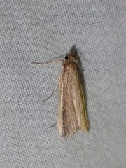 Donacaula mucronella