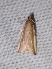 Donacaula mucronella