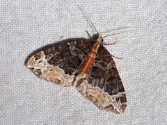 Ecliptopera capitata