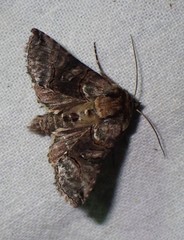 Abrostola tripartita